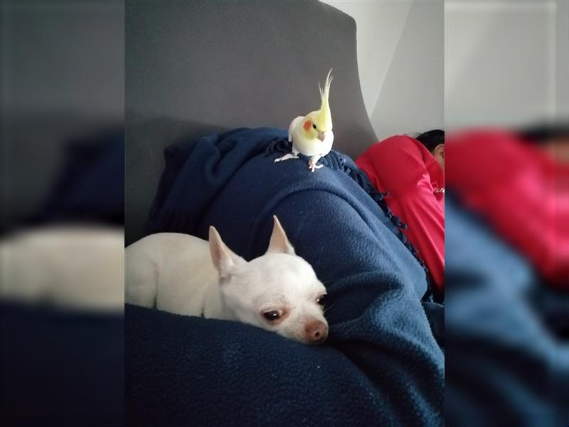 Xavi - Chihuahua-Rüde sucht Zuhause oder Pflegestelle
