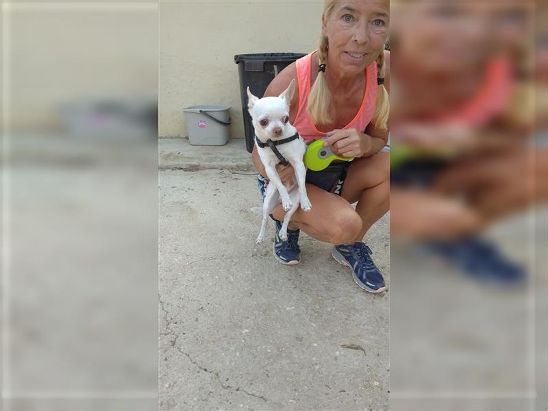 Xavi - Chihuahua-Rüde sucht Zuhause oder Pflegestelle