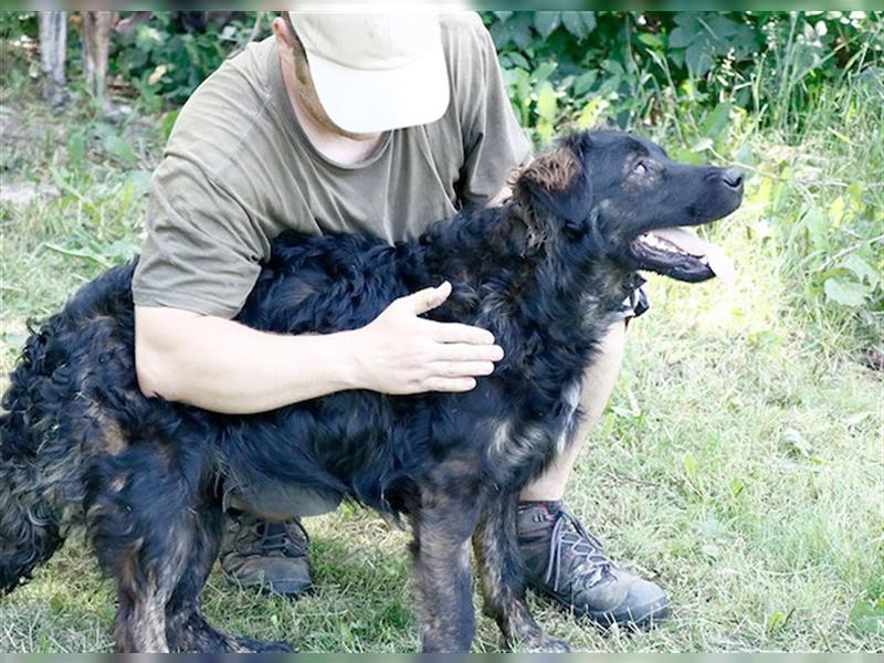 Lali - flauschiger Hundejunge, ca. 12 Monate, ca. 49 cm, 25 kg