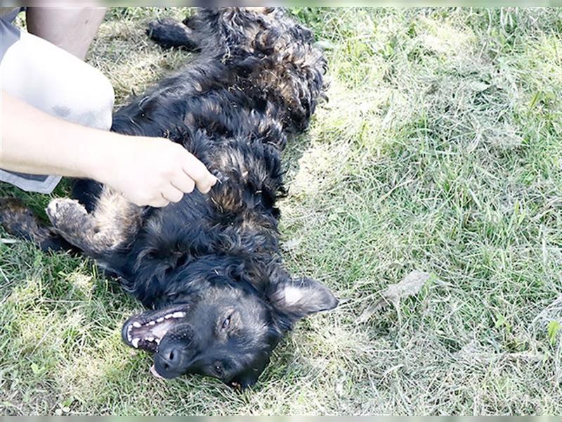 Lali - flauschiger Hundejunge, ca. 12 Monate, ca. 49 cm, 25 kg