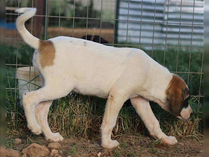 Chad, geb. ca. 07/2022, lebt in GRIECHENLAND, auf einem Gelände, auf dem die Hunde notdürftig versor