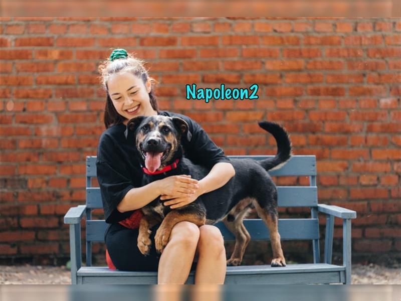 Napoleon2 2019 (RUS) - ausgeglichener und menschenbezogener Dackel-Mix!
