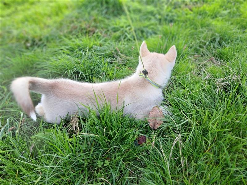 Welpen Siberian Husky Welpen Auszugsfertig gechippt gechippt entwurmt