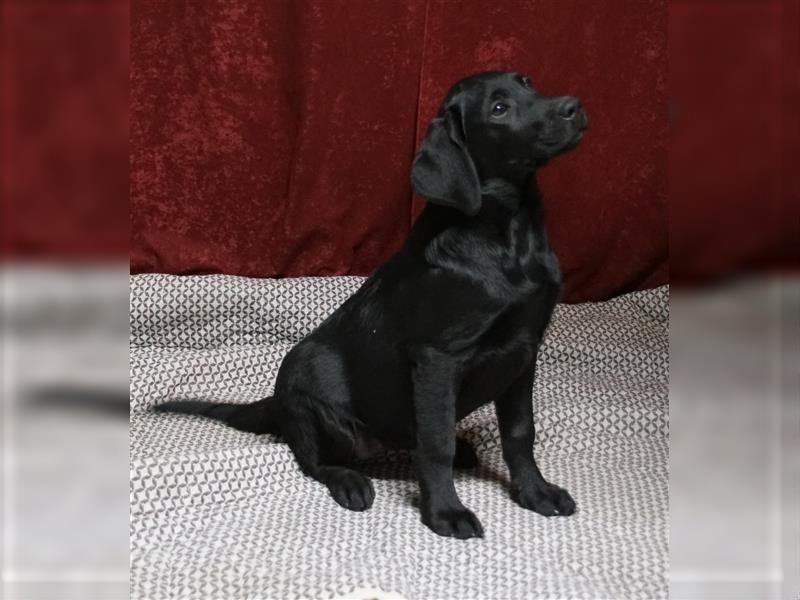 Labradorwelpen schwarze Hündin mit Papieren