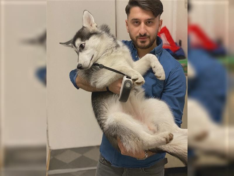 Reinrassiger Sibirien Husky 11 Monate