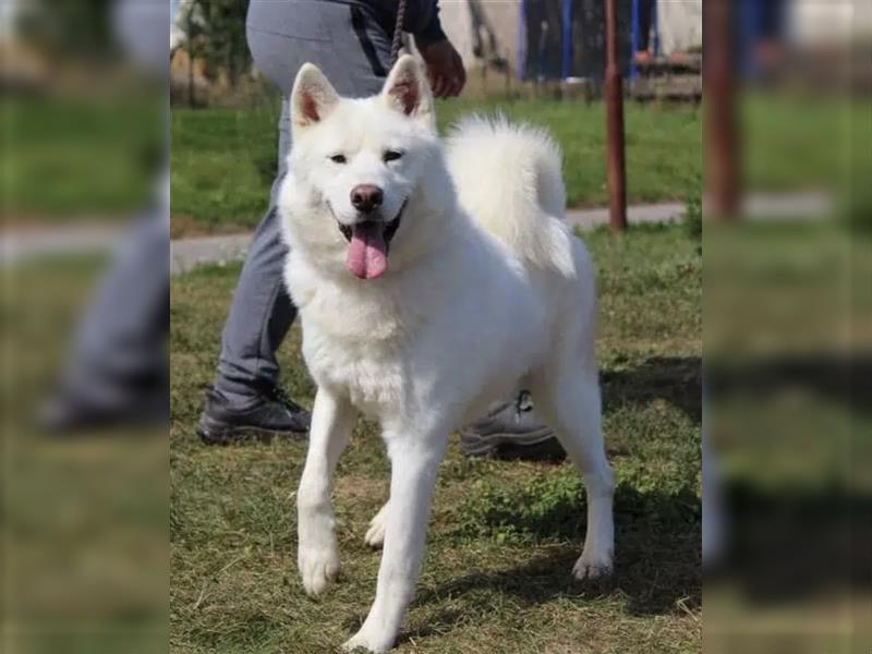 Casper - Aktiver weißer Schäferhund-Husky-Mischling, ca. 2 Jahre, sucht stabiles Zuhause