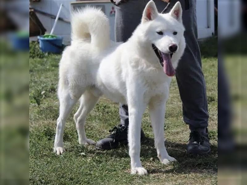 Casper - Aktiver weißer Schäferhund-Husky-Mischling, ca. 2 Jahre, sucht stabiles Zuhause