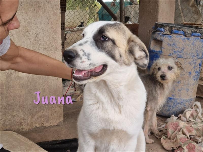 Juana 05/22 (ES) - gelassene, verspielte Junghündin!