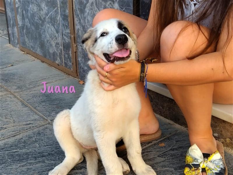 Juana 05/22 (ES) - gelassene, verspielte Junghündin!