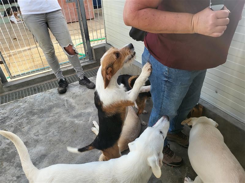 Kora: kleiner Familienhund für "Überall mit dabei"
