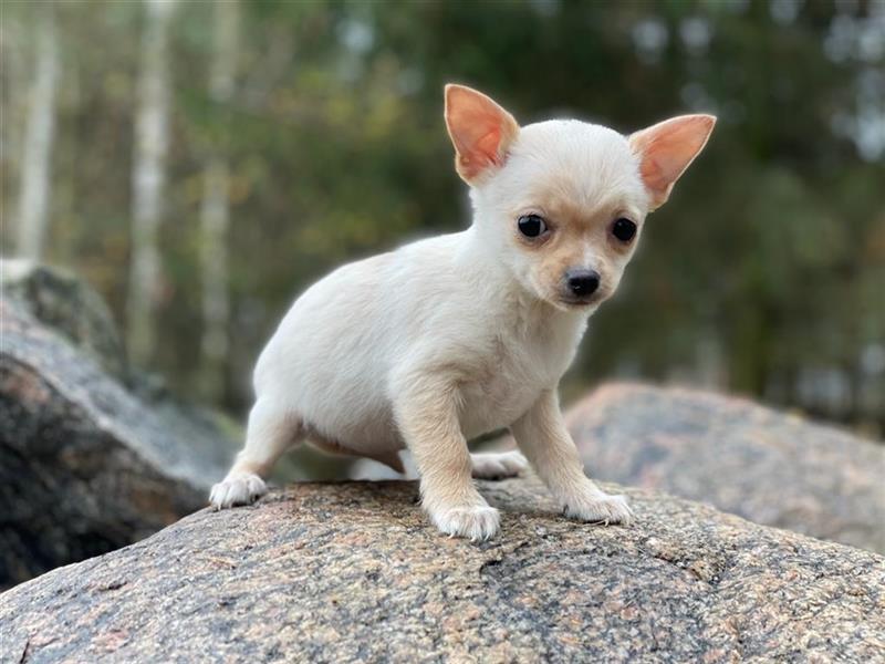Chihuahua Welpen.