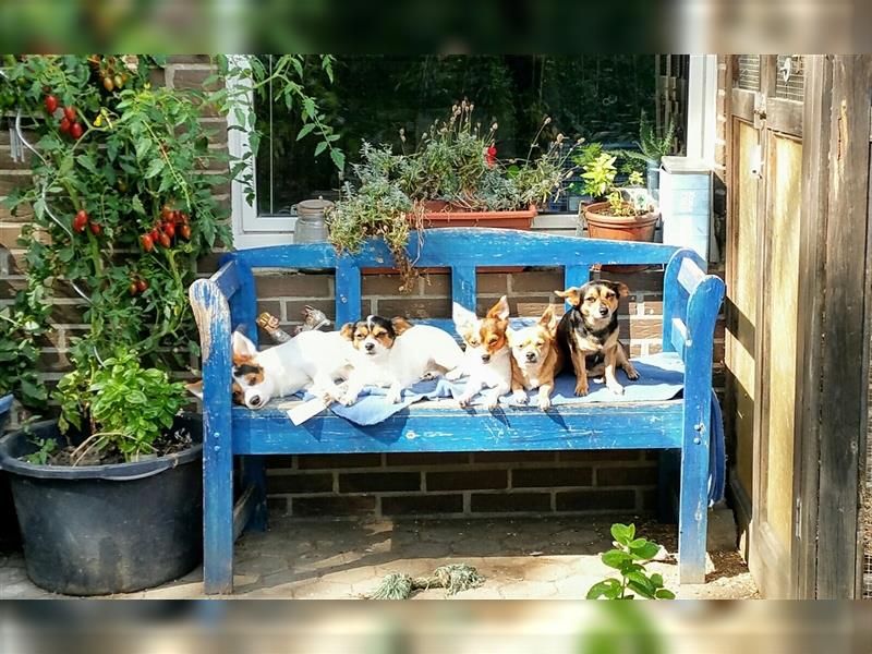 Kleine Hundepension hat freie Plätze