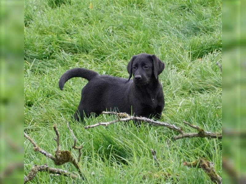 "Queira" Labrador Hündin schwarz