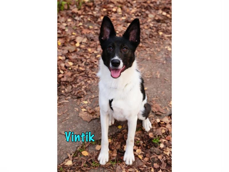 Vintik 08/2021 (RUS) - lebensfroher und aktiver Laika-Mix