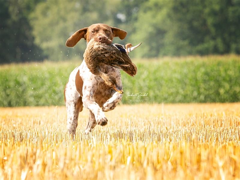 Vorstehhunde - Braque Francais Welpen suchen liebevolles Zuhause