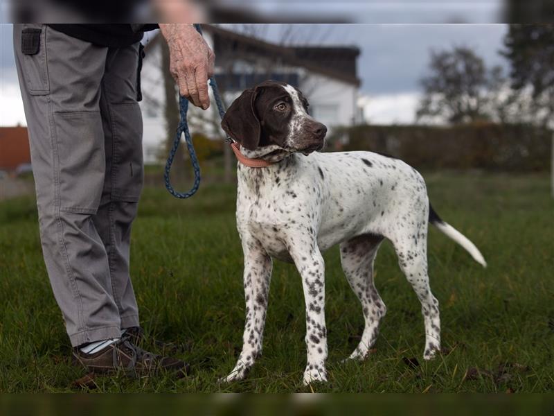 Vorstehhunde - Braque Francais Welpen suchen liebevolles Zuhause