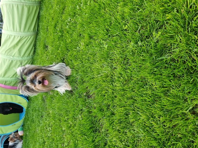 Mini yorkshire terrier werden erwartet