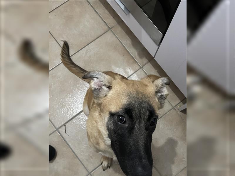 Belgischer Schäferhund Welpe 6 Monate
