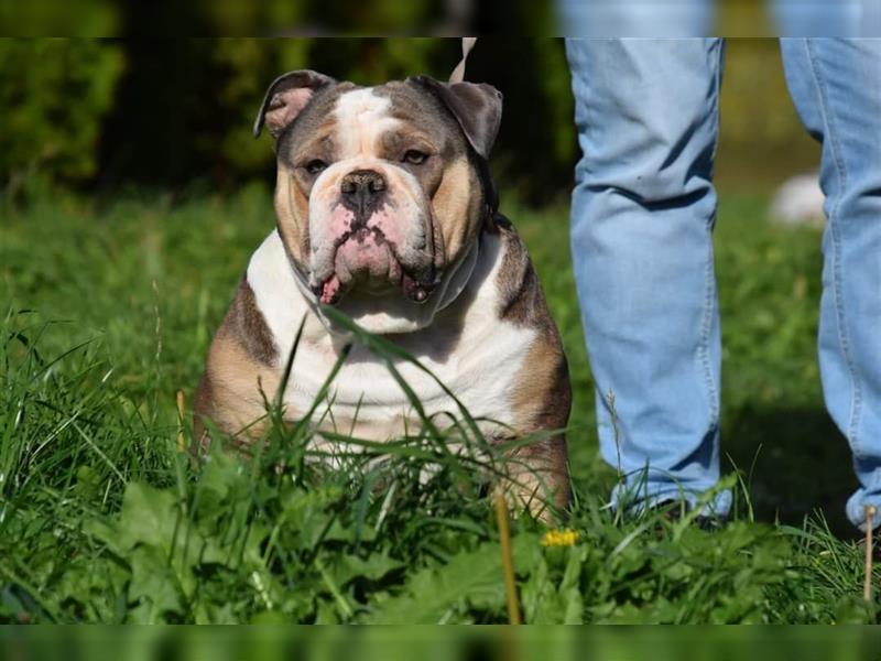Old English Bulldog Welpen mit Ahnentafel noch 2 Welpen suchen ein liebevolles Zuhause