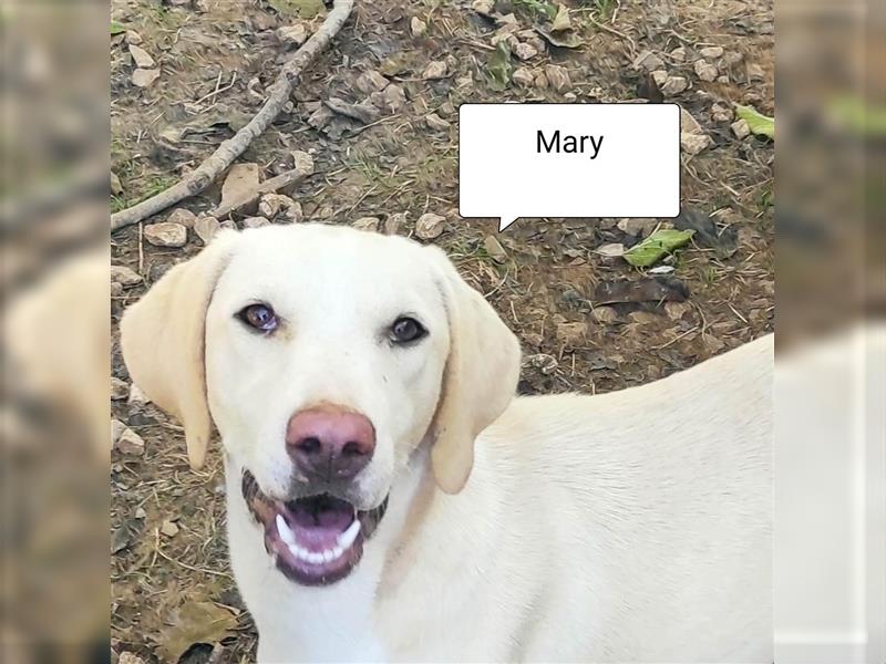 Labrador retriever mix Hündin MARY,lieb und froh,menschenbezogen.