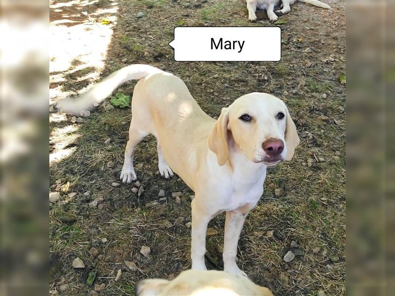 Labrador retriever mix Hündin MARY,lieb und froh,menschenbezogen.