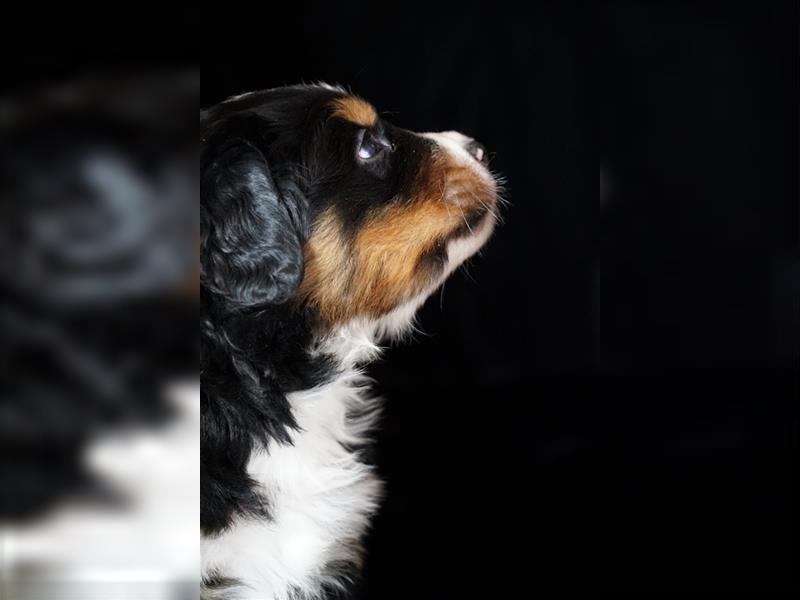 Berner Sennenhund Welpen aus langjähriger SSV/VDH-Zucht