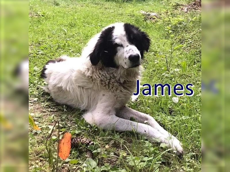 JAMES sucht sein Zuhause