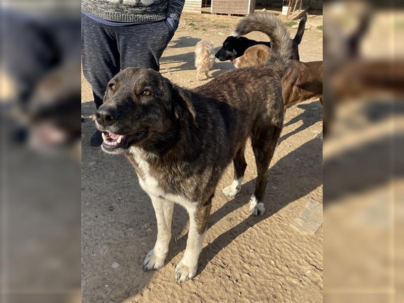Wando geb. ca. 03/2018, lebt in GRIECHENLAND, auf einem Gelände, auf dem die Hunde notdürftig versor