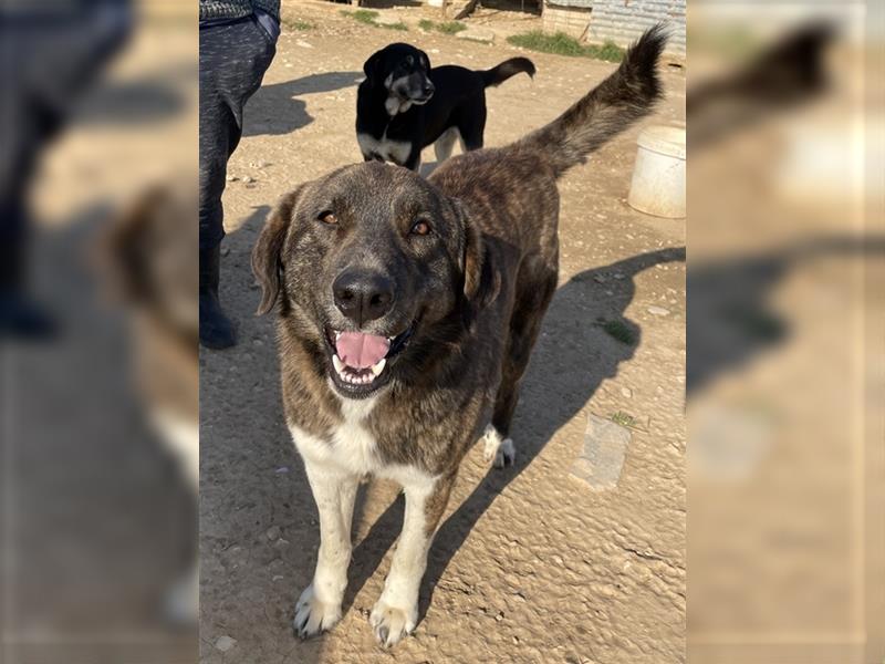 Wando geb. ca. 03/2018, lebt in GRIECHENLAND, auf einem Gelände, auf dem die Hunde notdürftig versor