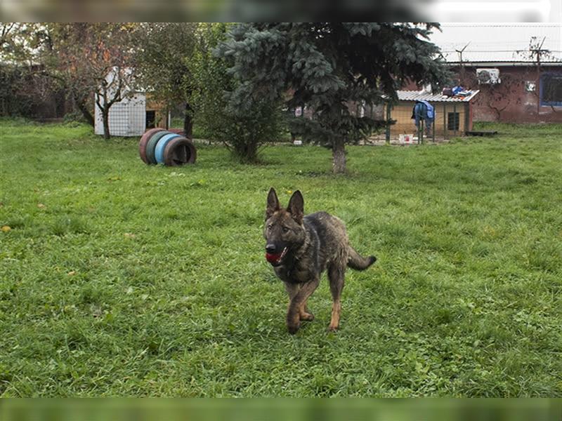 Zazu - ein belgischer Schäferhund - etwas für Kenner und Liebhaber dieser Hunderasse.