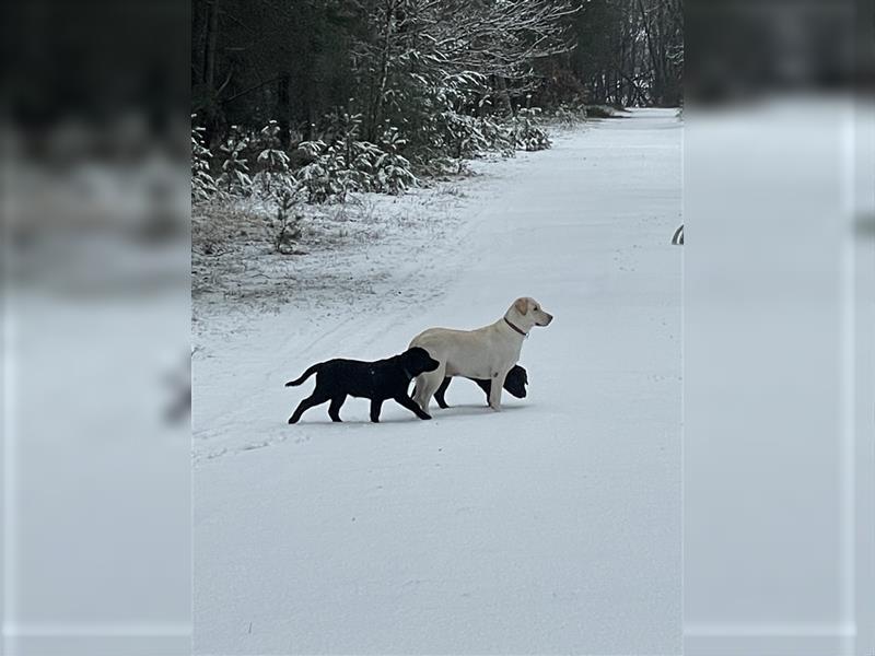 Reinrassiger Labradorwelpe  Loki suchen ein neues Zuhause