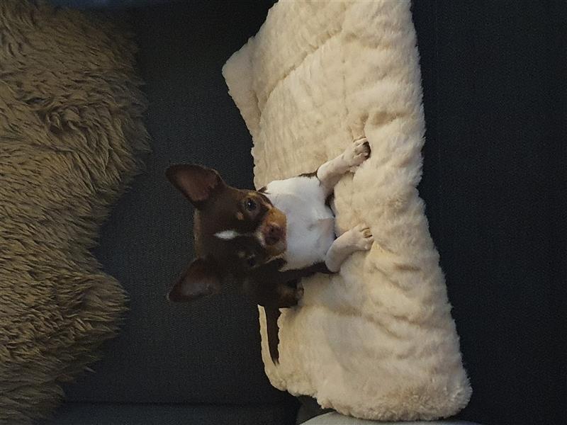 Kurzhaar Tricolor Chihuahua Rüde