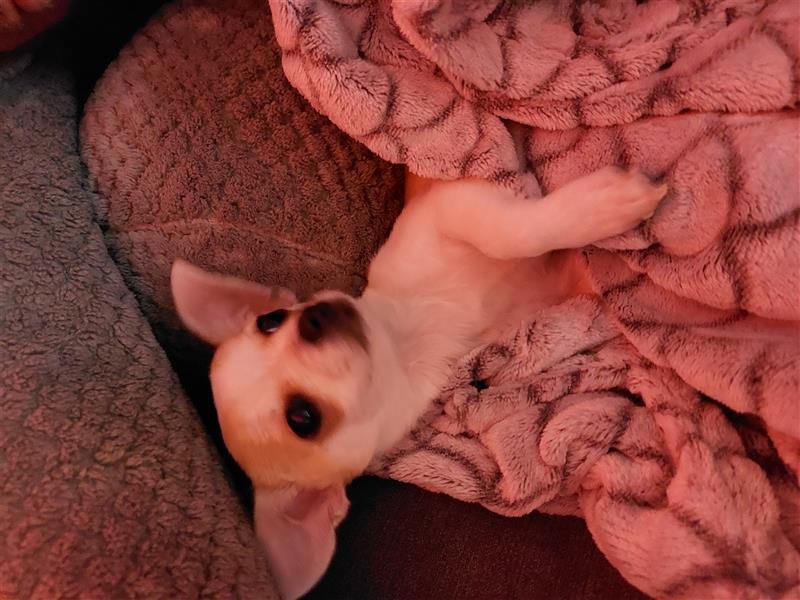 Chihuahua welpe Hündin in Liebevolle Hände abzugeben