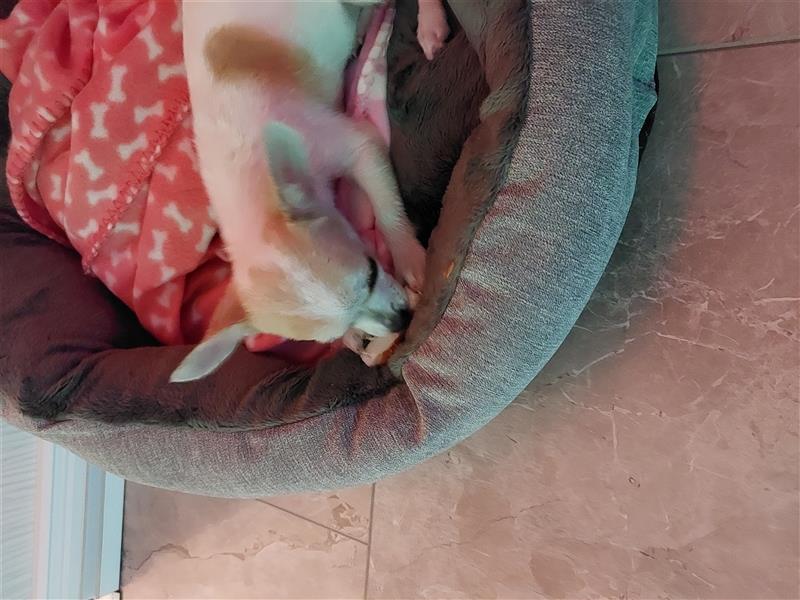 Chihuahua welpe Hündin in Liebevolle Hände abzugeben