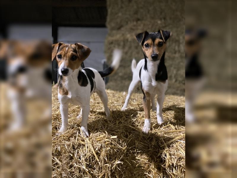 „Tiger Russell“ Tiger Dackel x Jack Russello