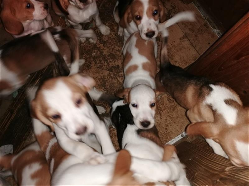 Zuckersüsse,knuffige reinrassige Beaglewelpen suchen ein liebevolles Zuhause