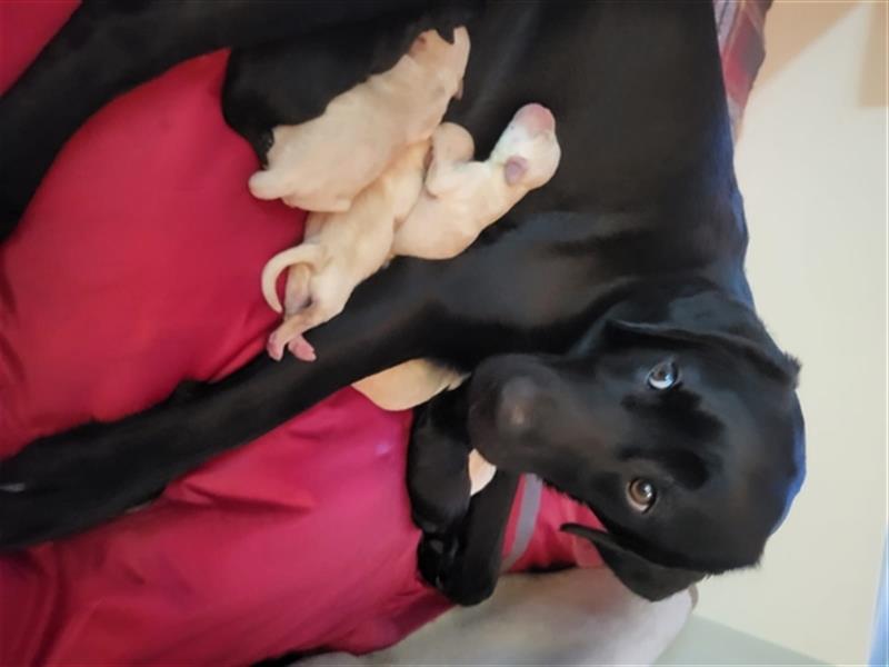 Labrador Welpen reinrassig Familienaufzucht Arbeitslinie