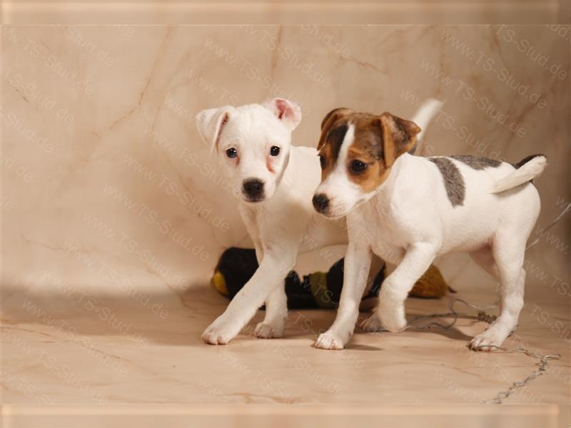 Jack Russell Terrier Welpen in Tricolor, Bicolor und Blue Merle abzugeben!