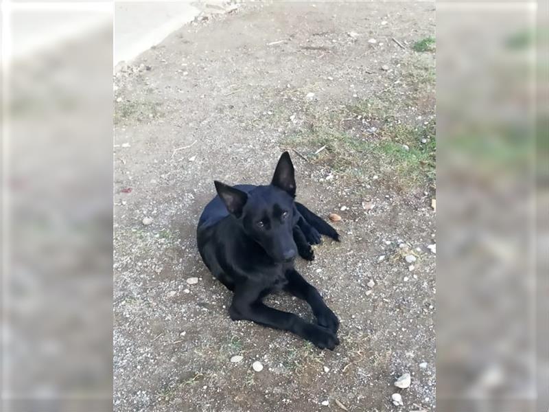 Mallorca Schäferhund / Labrador Mix LIO (8 Monate) sucht sein Zuhause