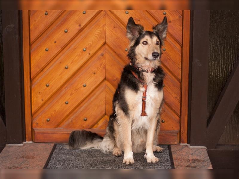 Benny Blue, freundlich und liebenswerter Hundebube mit einem sehr herzlichen Wesen
