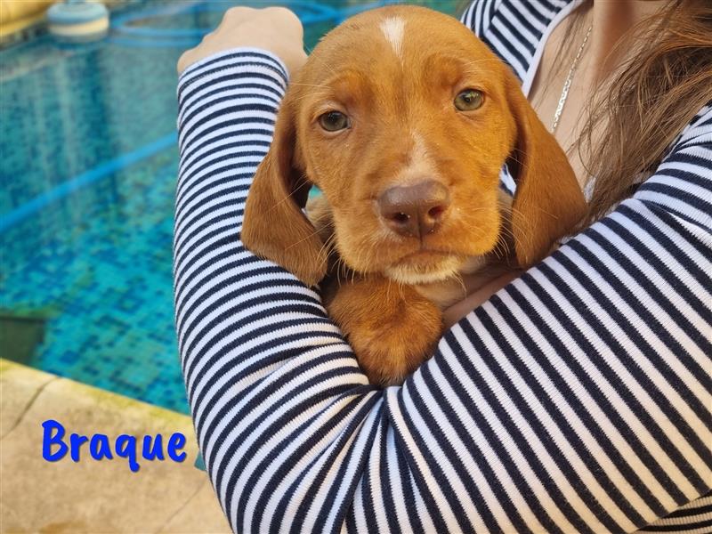Braque 11/2022 (ESP) - neugieriger und verspielter Junghund!