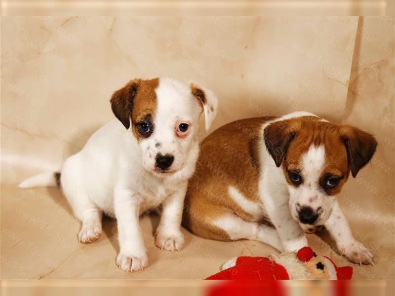 Jack Russell Terrier Welpen in Tricolor und Bicolor abzugeben!