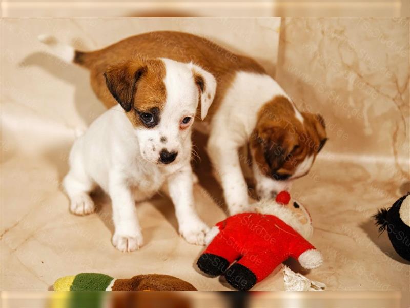 Jack Russell Terrier Welpen in Tricolor und Bicolor abzugeben!
