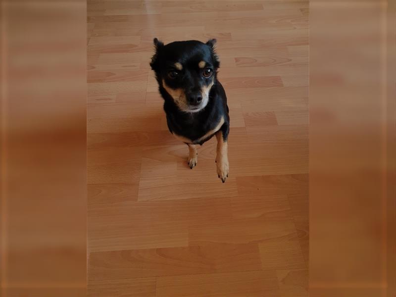 Süße Chihuahua Hündin sucht neues zuhause