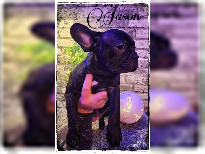 Französische Bulldoggen Welpen in solid black