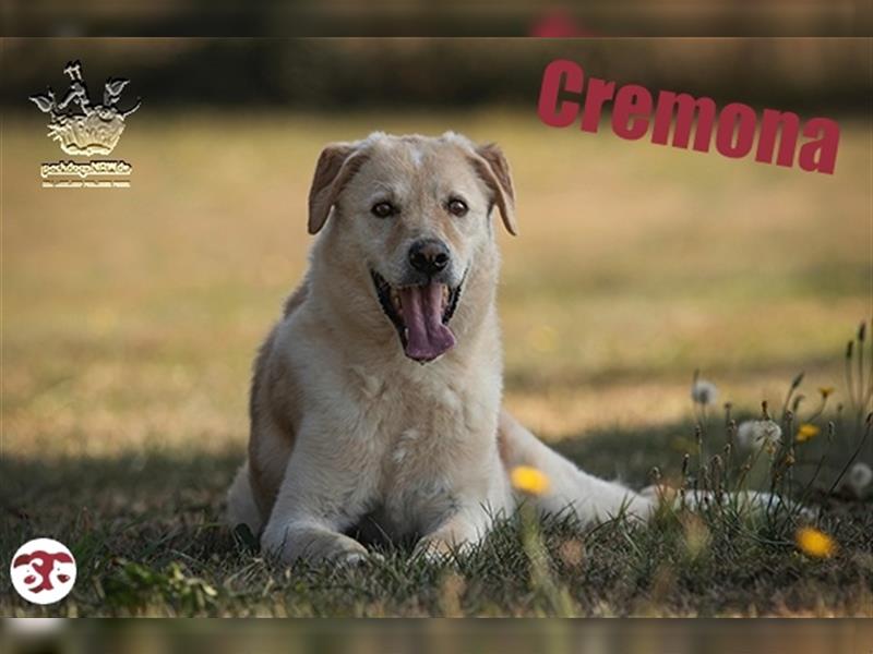 Cremona - Hundeseele sehnt sich nach Liebe und Geborgenheit