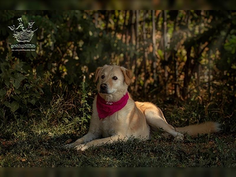 Cremona - Hundeseele sehnt sich nach Liebe und Geborgenheit