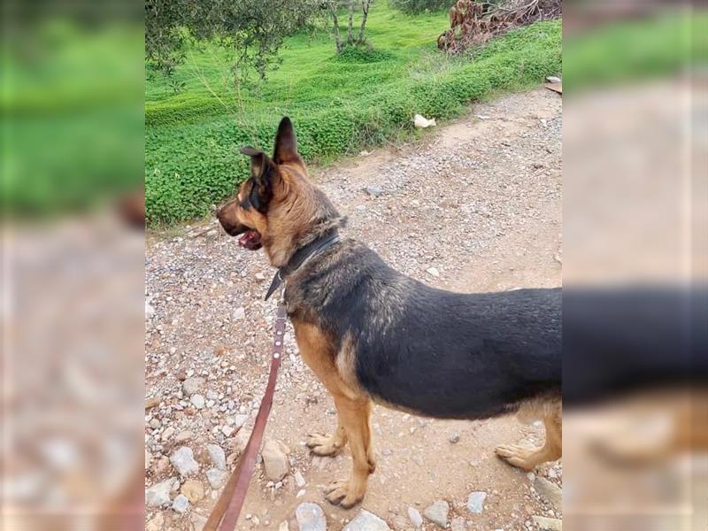 Schäferhund Balu sucht ein Zuhause