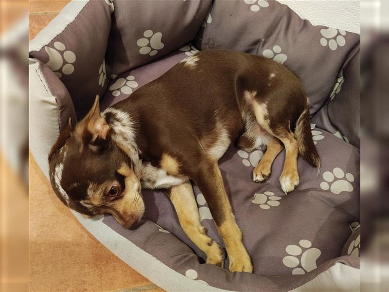 Chihuahua Rüde 11 Monate alt