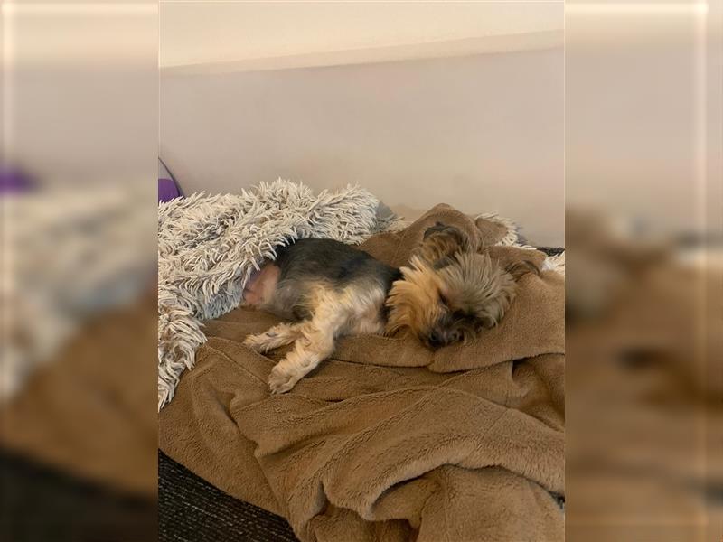 Yorkshire Terrier Hündin sucht neues Zuhause